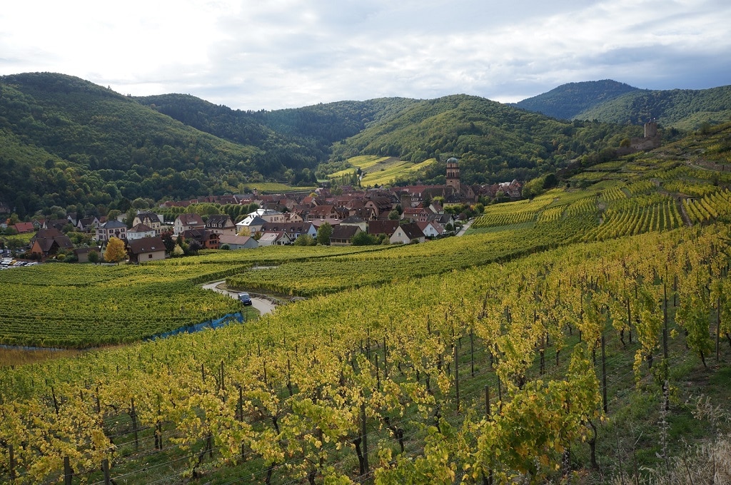 Vendanges tardives, les fruits de la patience