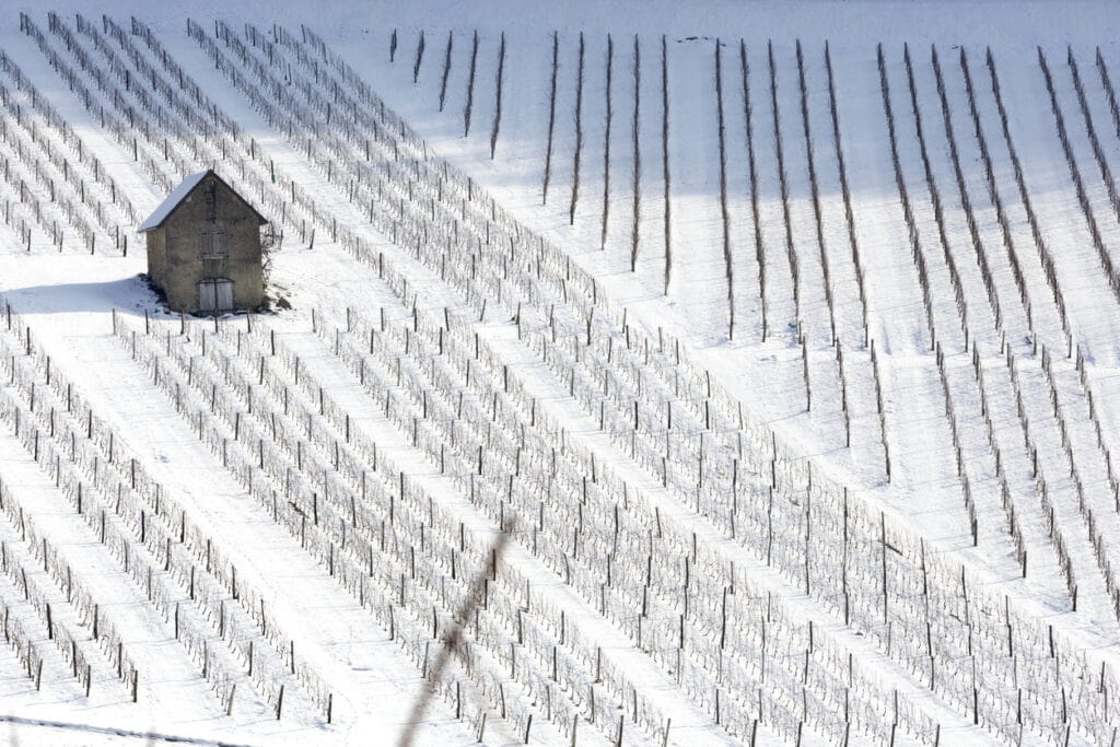 Ça chauffe dans les vignes !