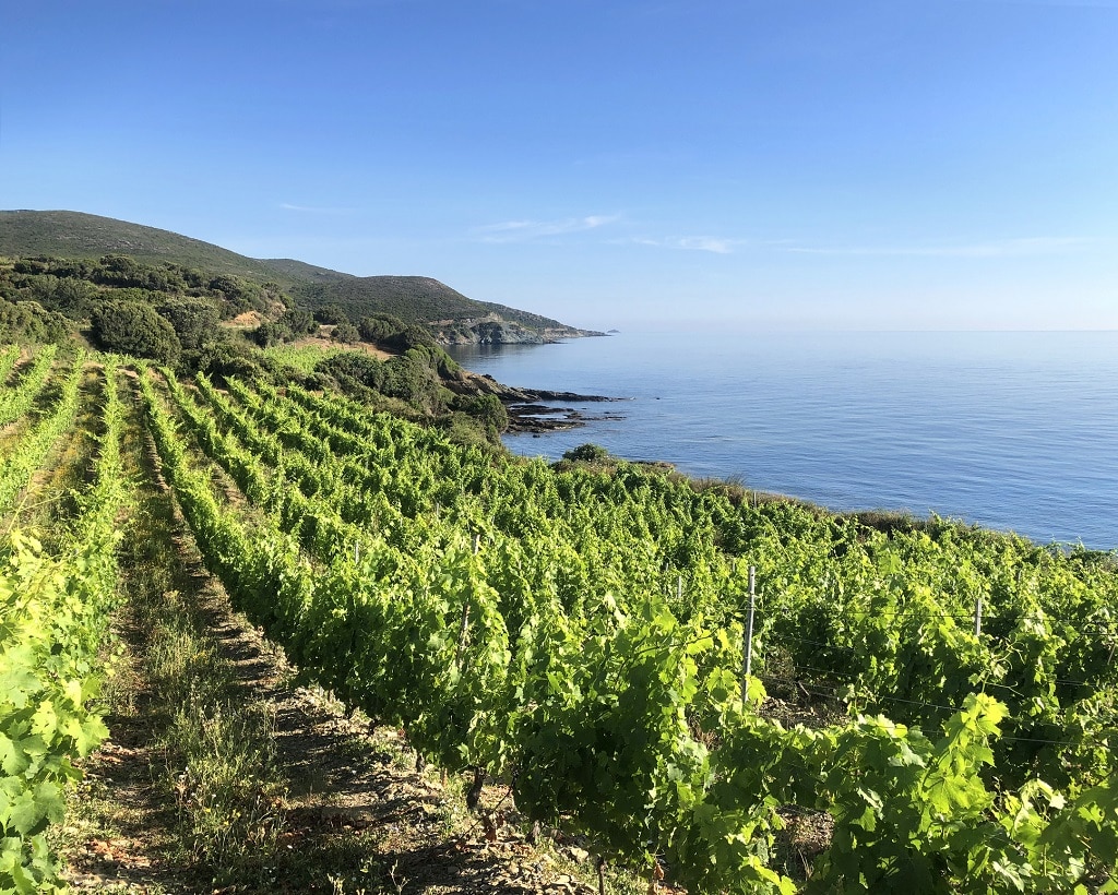 Provence, Corse : du rosé et rien d’autre ?