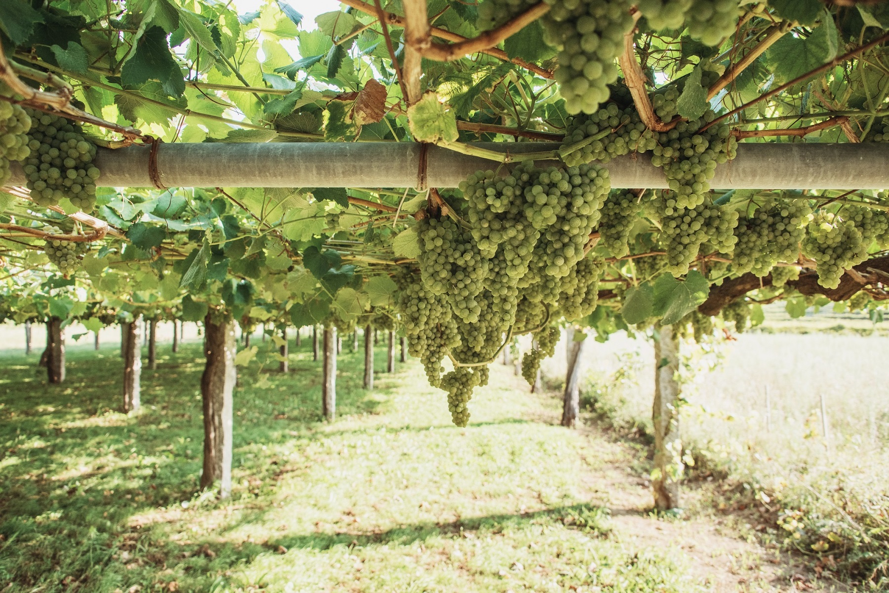 À la découverte du vin espagnol