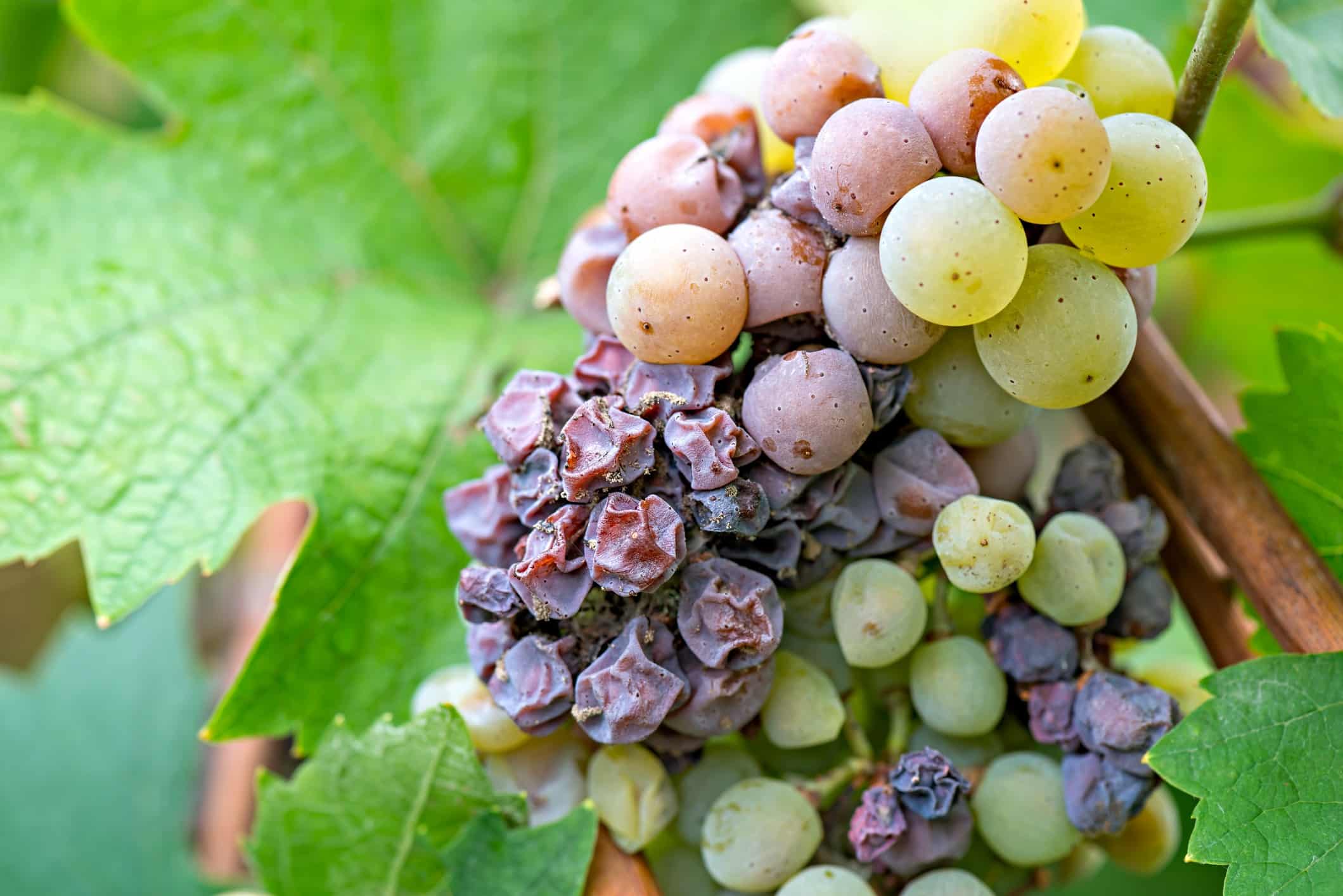 Vendanges tardives, les fruits de la patience