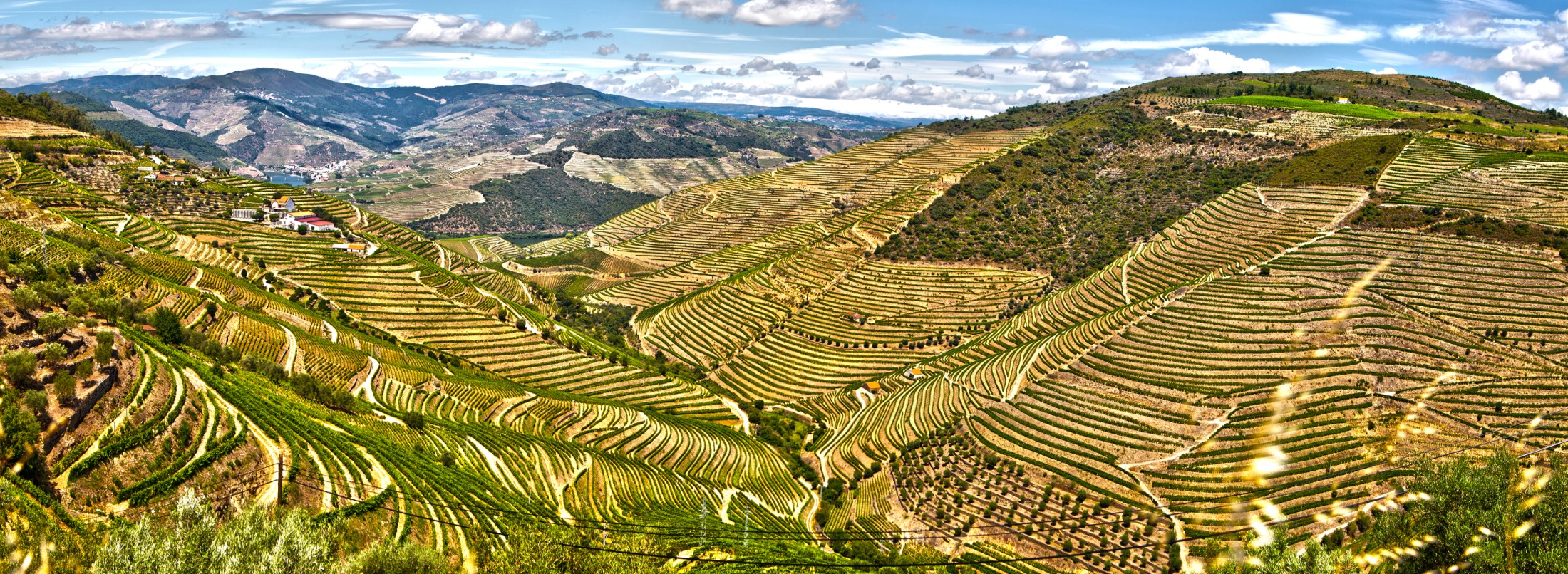 Xérès et portos, la magie des vins mutés !