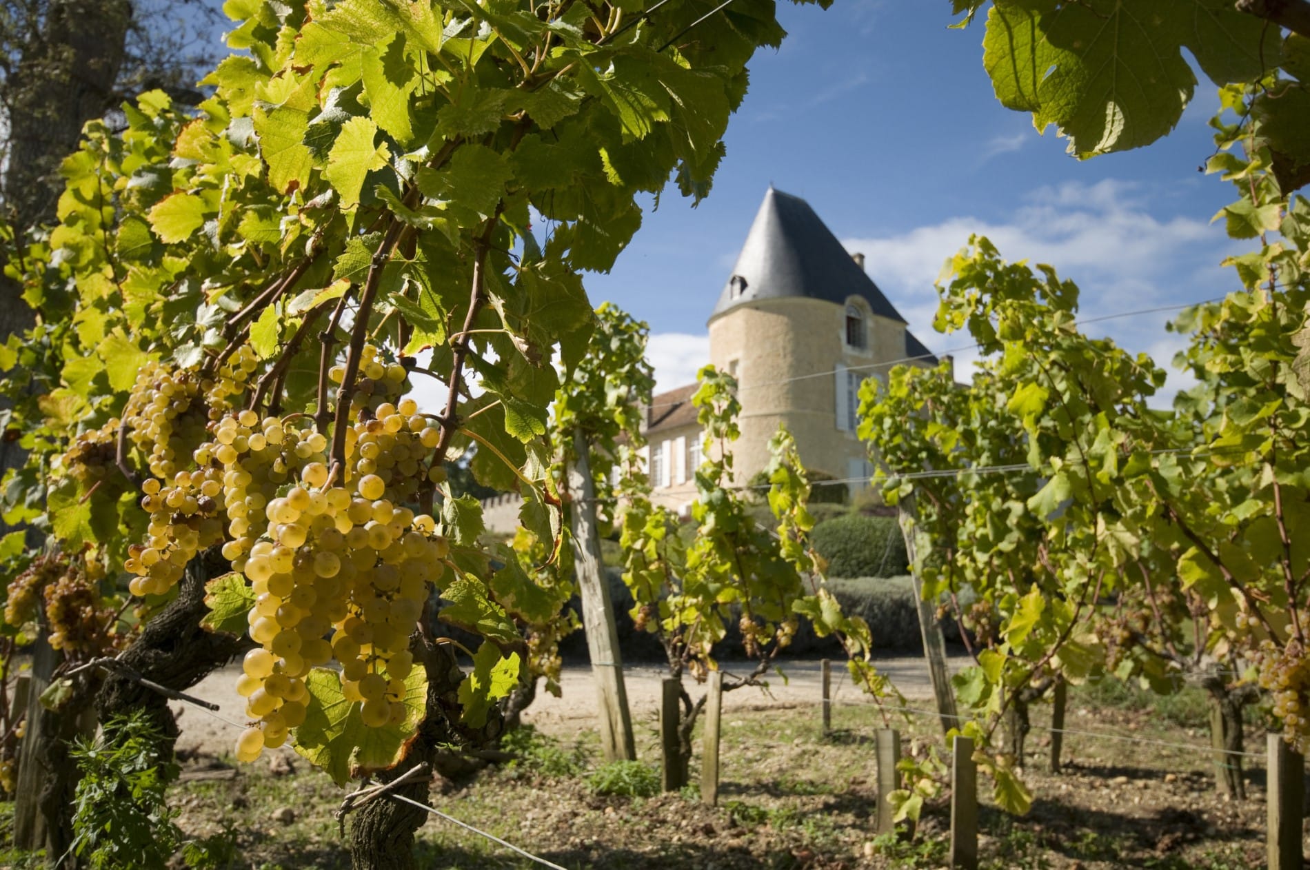 bien choisir un vin blanc de Bordeaux