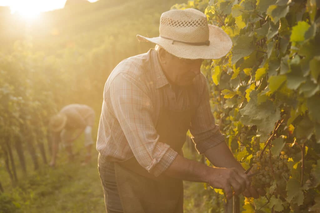 Cépages & terroirs : les liaisons intimes