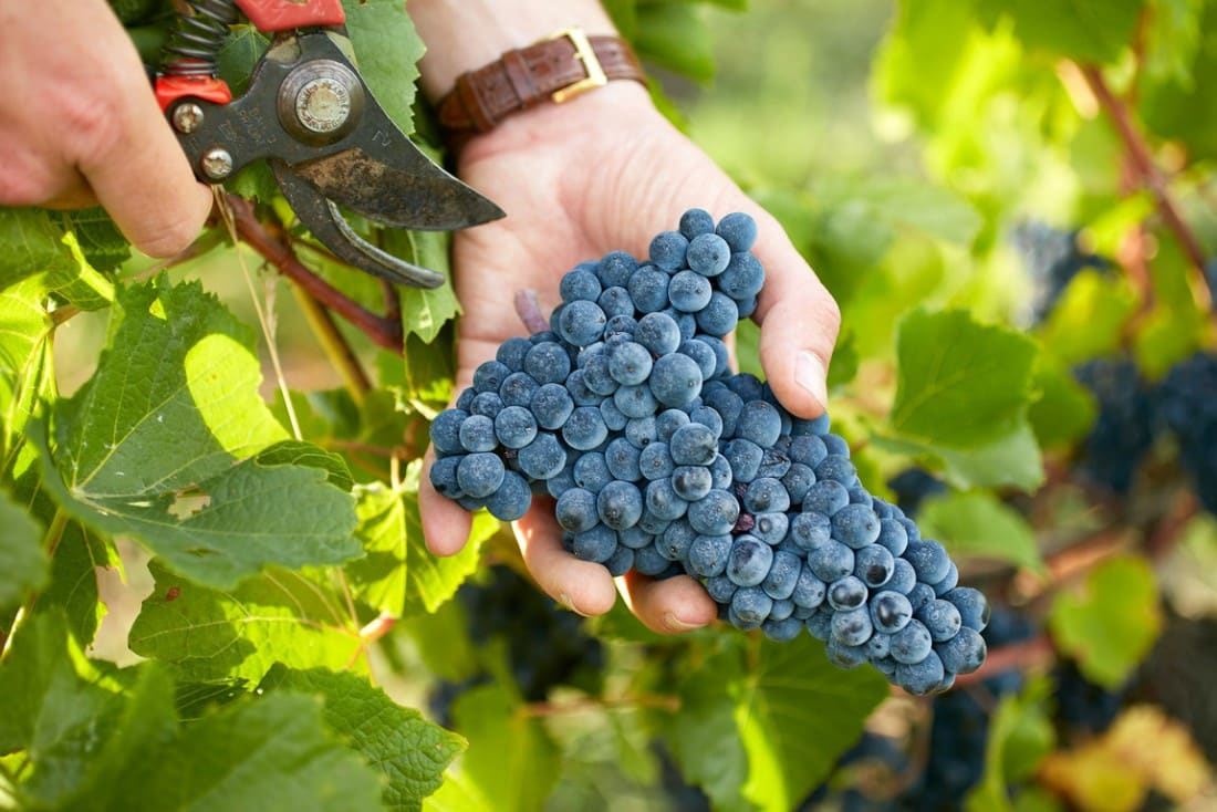 Voyages au cœur des vignobles : nos 6 escapades œnotouristiques