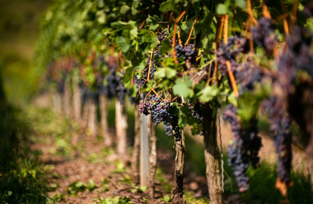 carignan
