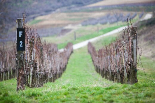 &#x00C7;a&#x20;chauffe&#x20;dans&#x20;les&#x20;vignes&#x20;&#x21;