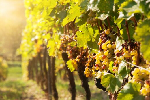 Vendanges&#x20;tardives,&#x20;les&#x20;fruits&#x20;de&#x20;la&#x20;patience