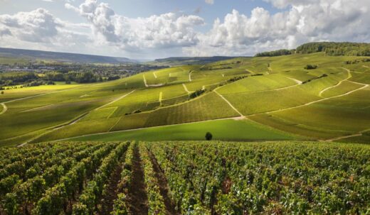 Guide&#x20;d&amp;&#x23;8217&#x3B;achat&#x20;vin&#x20;&#x3A;&#x20;comment&#x20;choisir&#x20;un&#x20;vin&#x20;de&#x20;Bourgogne&#x20;bon&#x20;et&#x20;accessible&#x20;&#x3F;