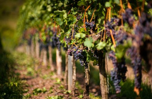 Carignan&#x20;&#x3A;&#x20;portrait&#x20;du&#x20;c&#x00E9;page&#x20;star&#x20;du&#x20;Roussillon