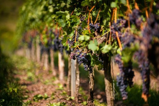 carignan